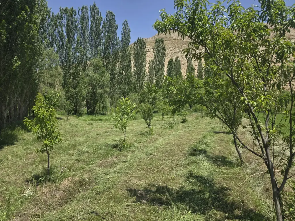 فروش زمین و کلنگی 1450 متری در بیسیم - تصویر 4