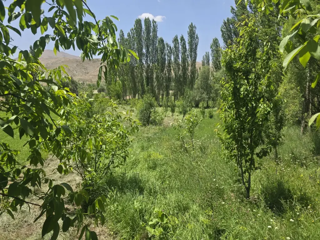 فروش زمین و کلنگی 1450 متری در بیسیم - تصویر 7