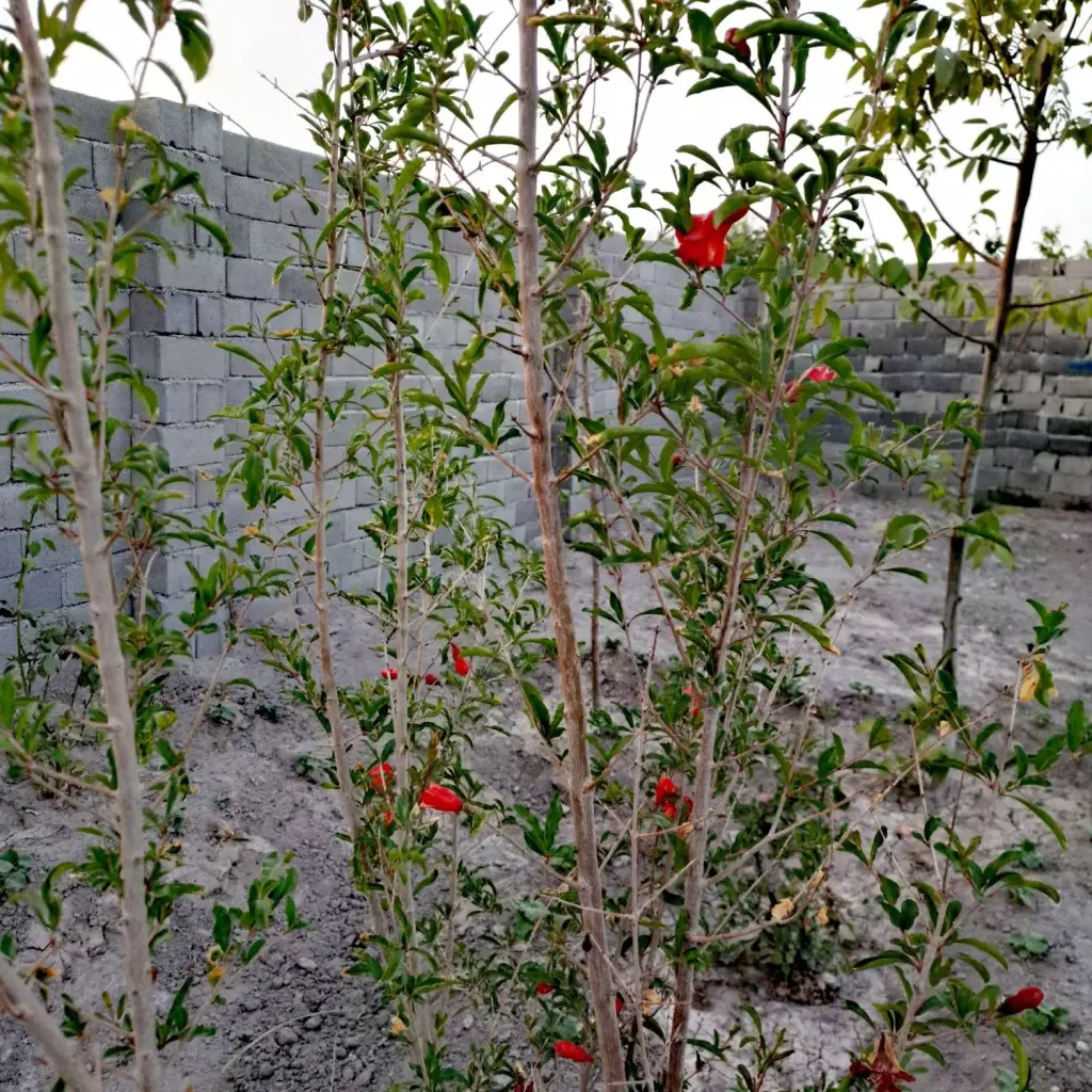 باغ و باغچه 192 متر چهاردیواری با اب و برق
