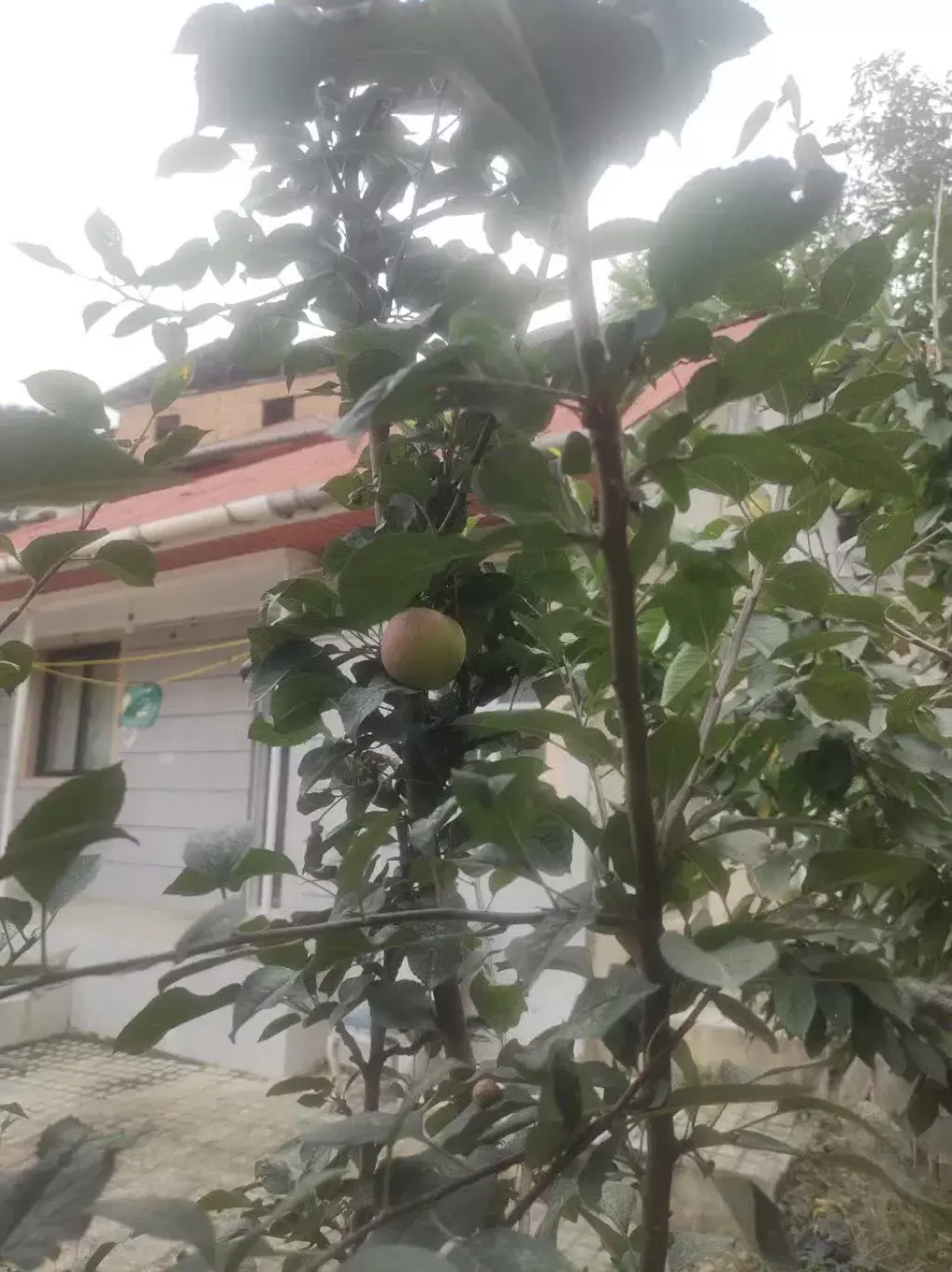 واحد 2 خواب جنب آباد جنوبی