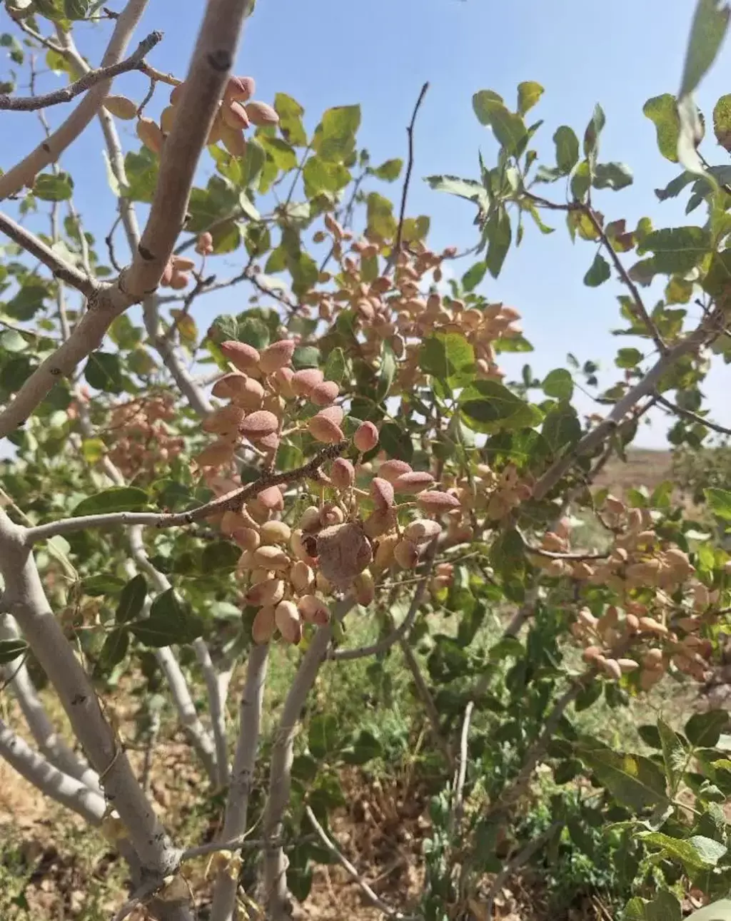 فروش زمین و کلنگی 500 متری در شهرک چیتگر