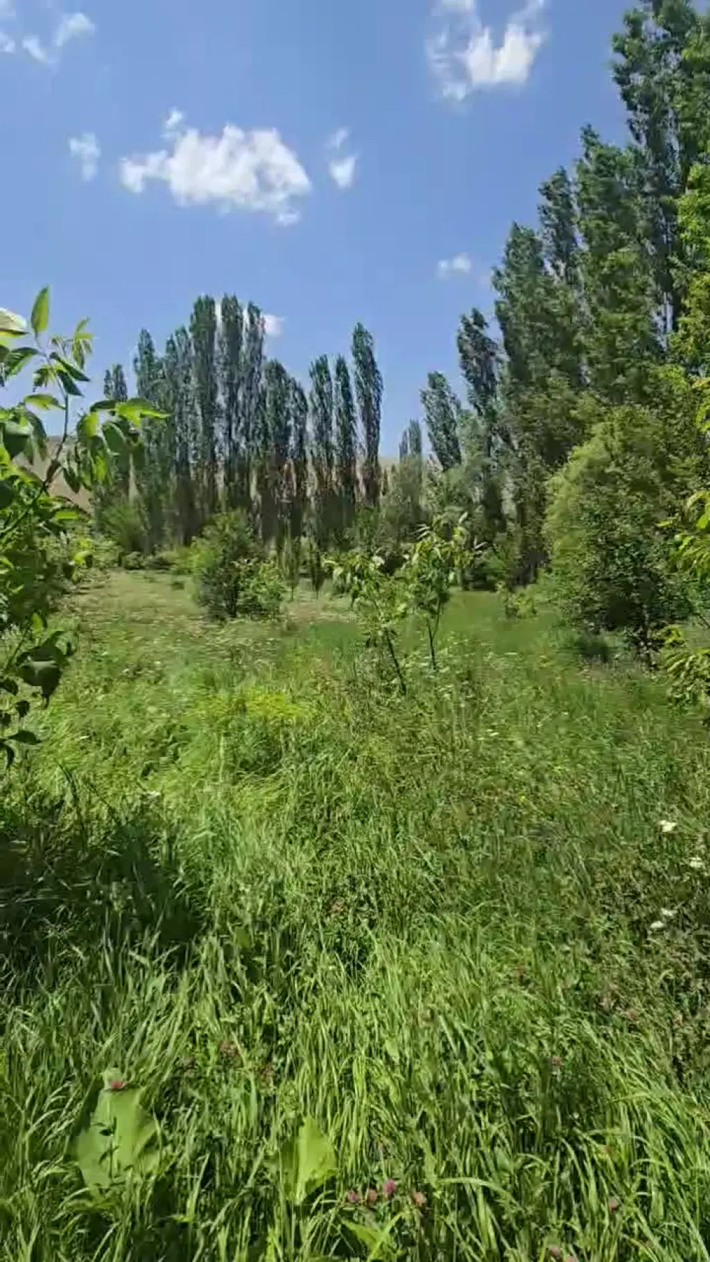 فروش زمین و کلنگی 1450 متری در بیسیم